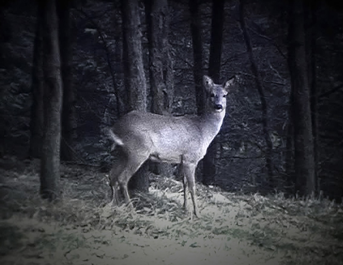 © 2005-future by Marzena Skubatz.All rights reserved. 