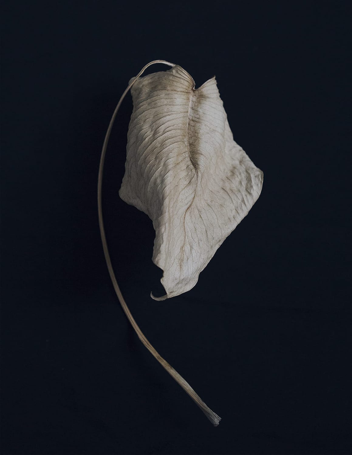 MARZENA SKUBATZ PHOTOGRAPHY