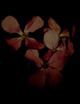 MARZENA SKUBATZ PHOTOGRAPHY