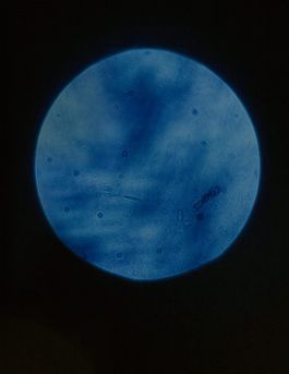 MARZENA SKUBATZ PHOTOGRAPHY