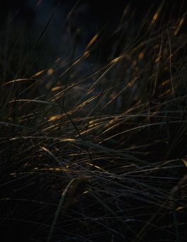 MARZENA SKUBATZ PHOTOGRAPHY