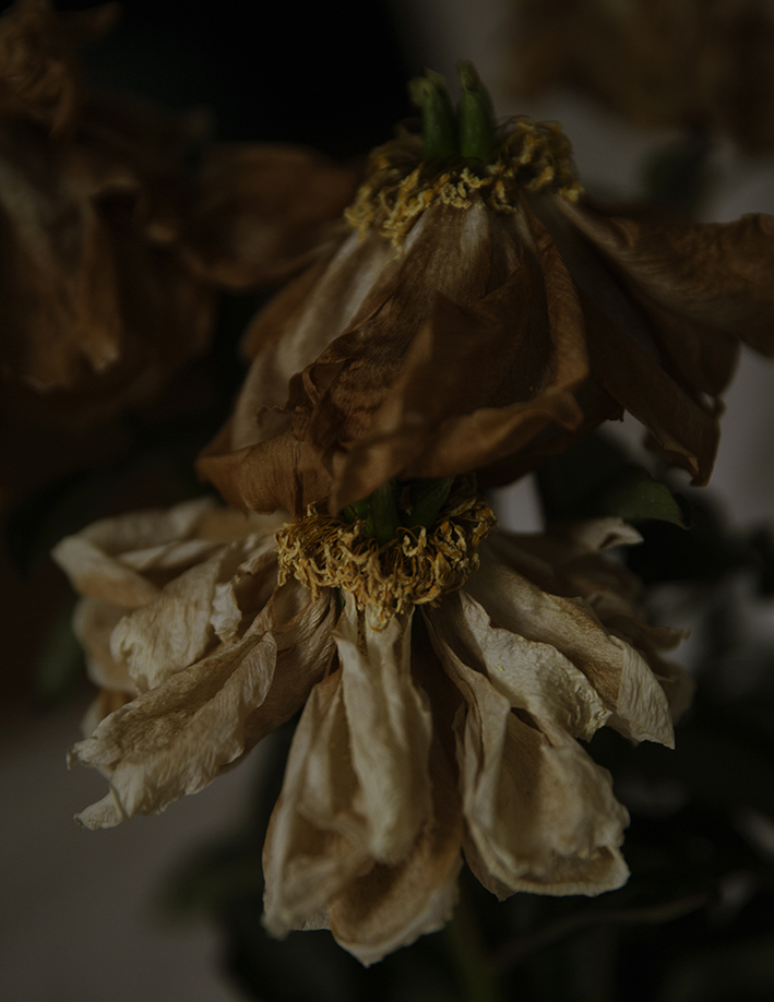cocoon