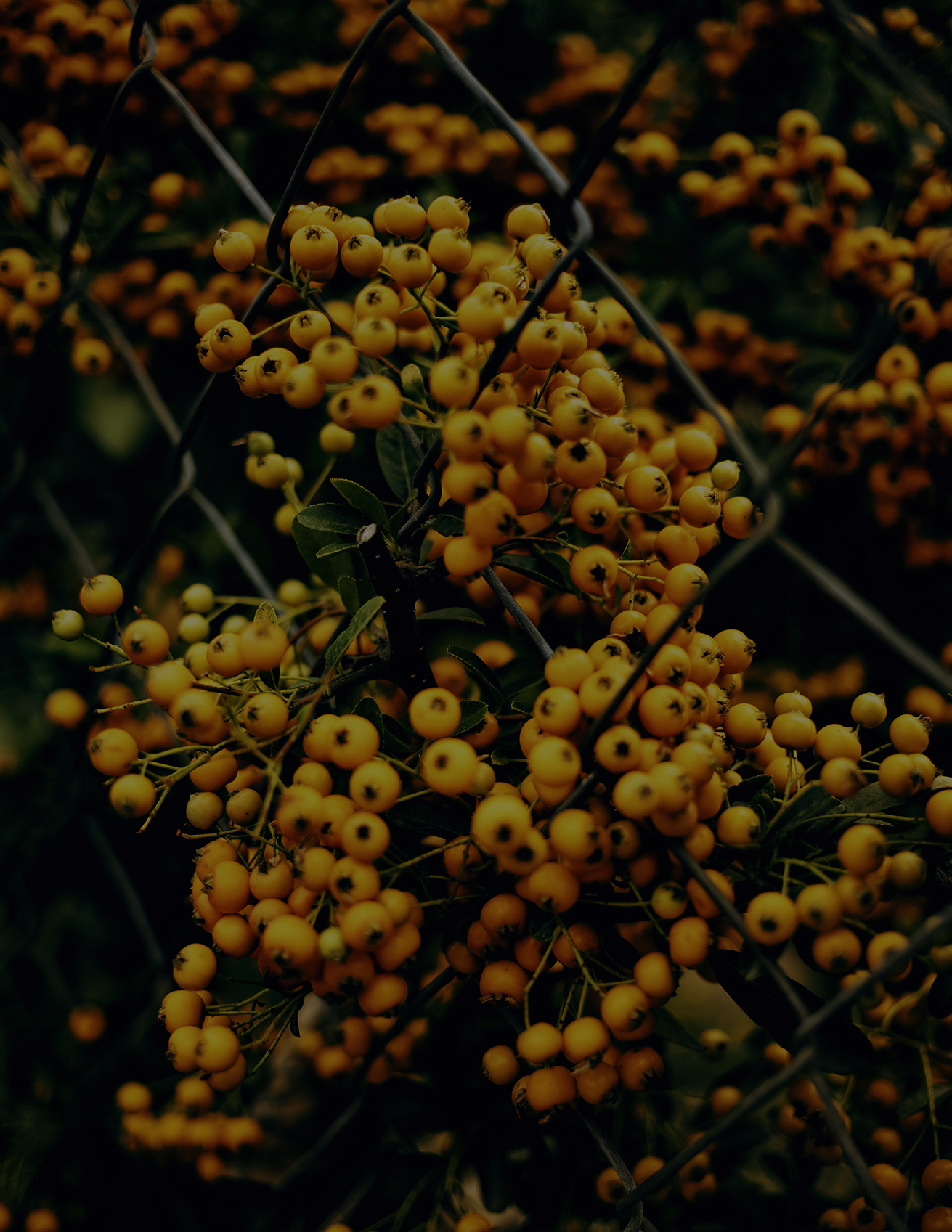 MARZENA SKUBATZ PHOTOGRAPHY