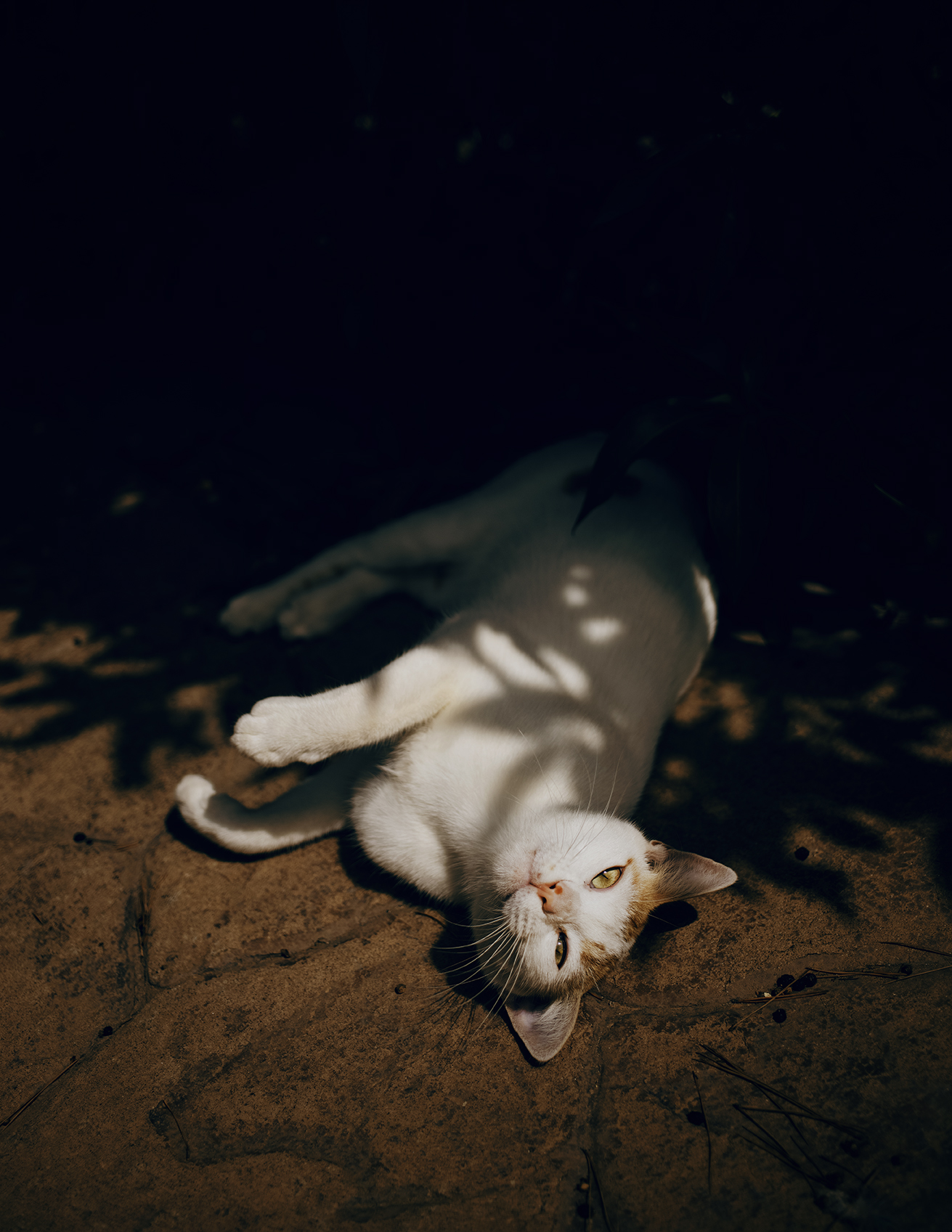 MARZENA SKUBATZ PHOTOGRAPHY