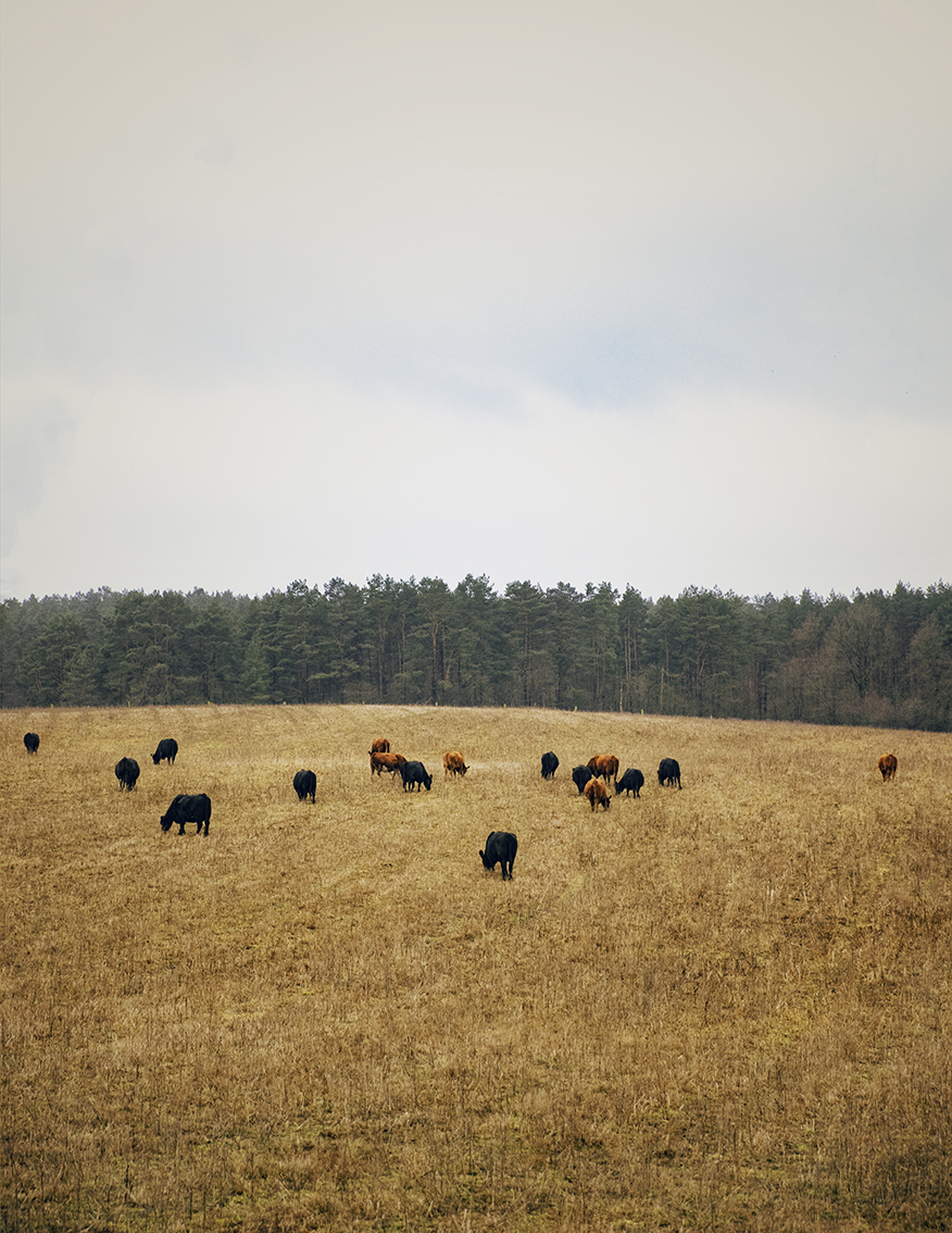 MARZENA SKUBATZ PHOTOGRAPHY