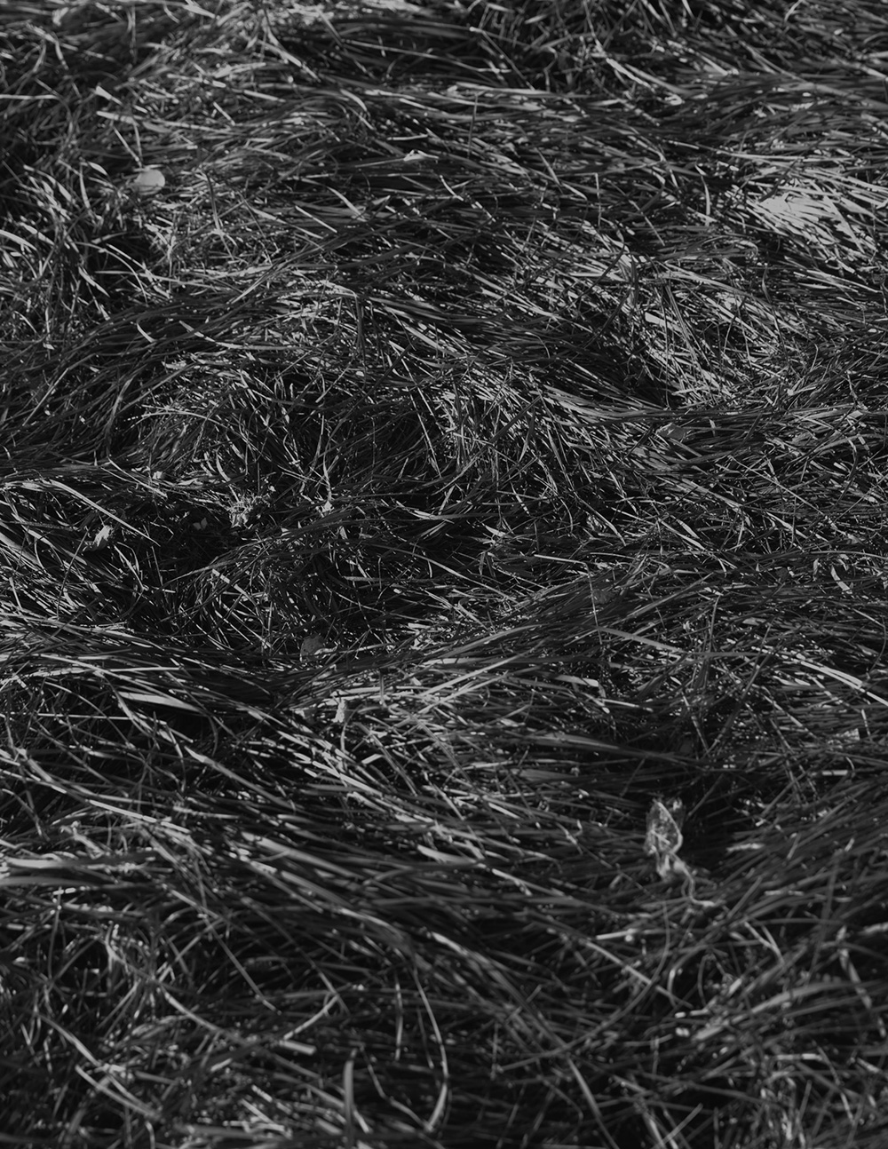 MARZENA SKUBATZ PHOTOGRAPHY