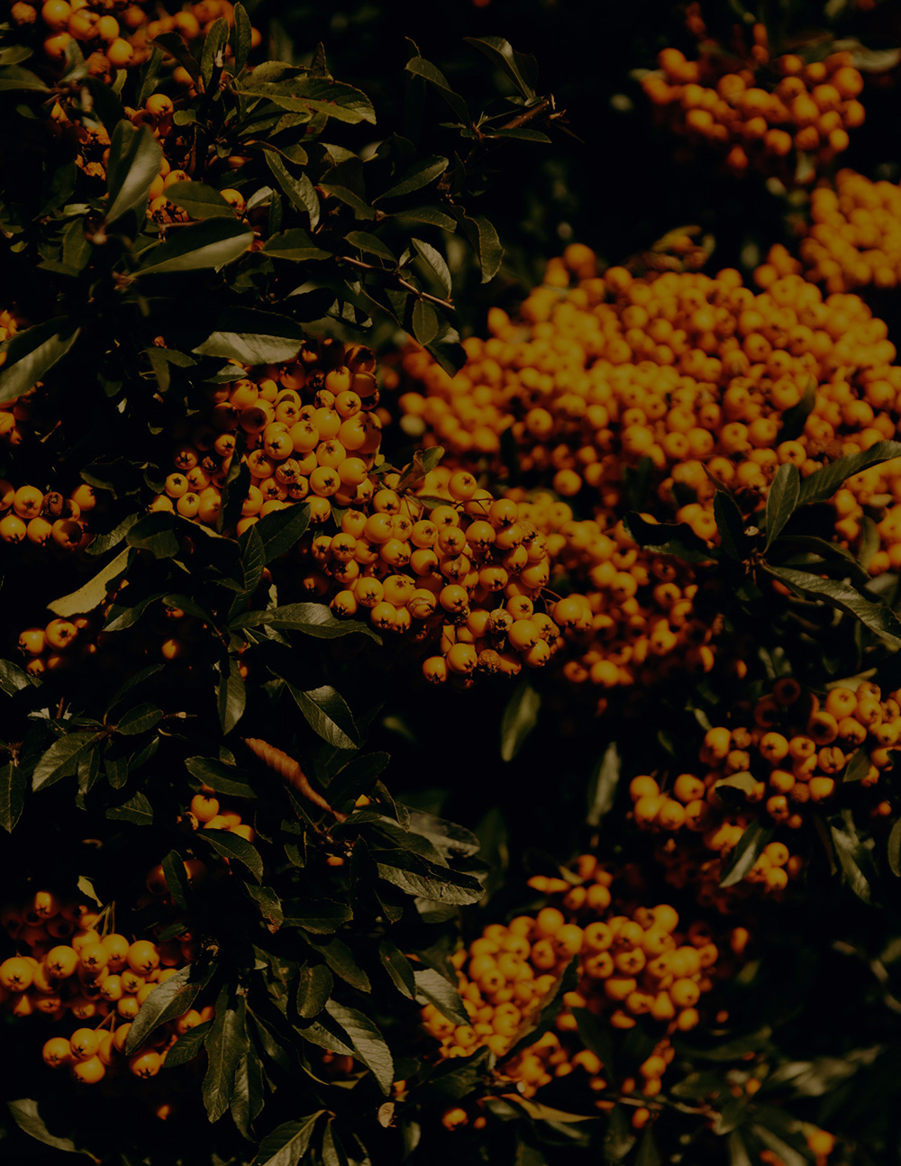 MARZENA SKUBATZ PHOTOGRAPHY