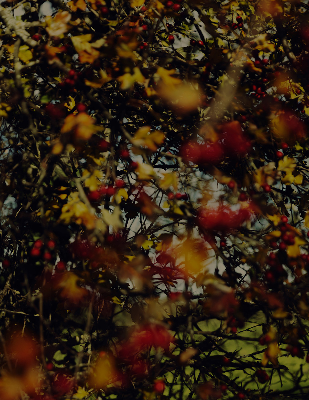 MARZENA SKUBATZ PHOTOGRAPHY