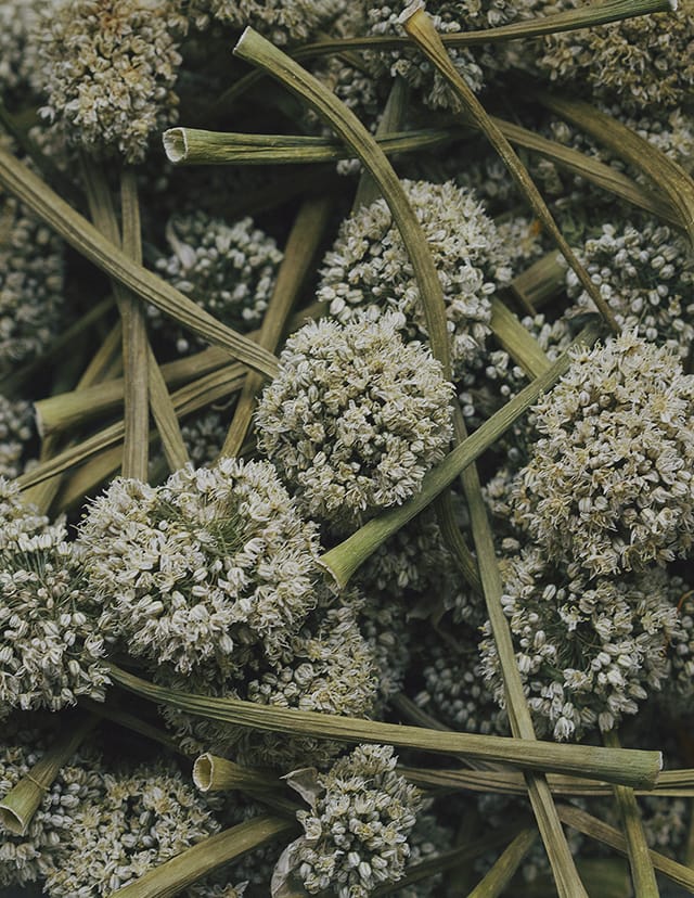 MARZENA SKUBATZ PHOTOGRAPHY