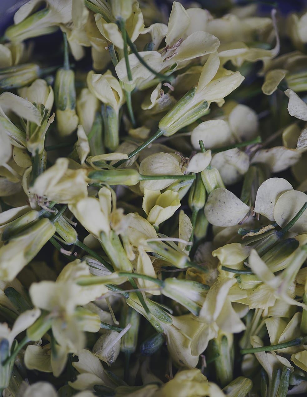 MARZENA SKUBATZ PHOTOGRAPHY