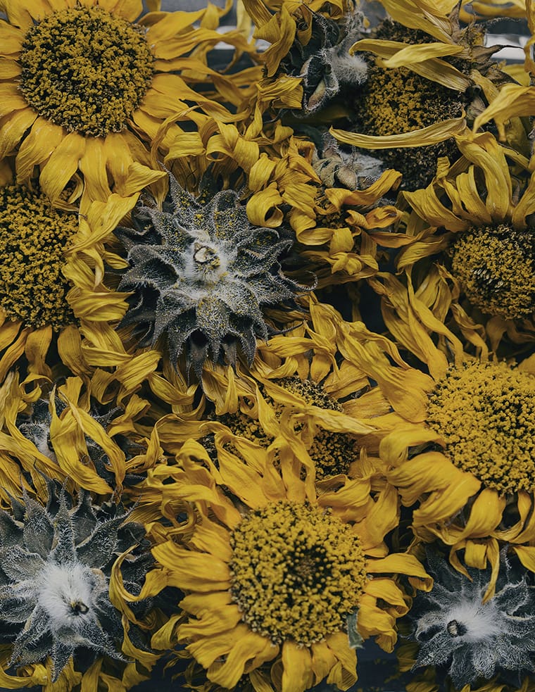 MARZENA SKUBATZ PHOTOGRAPHY