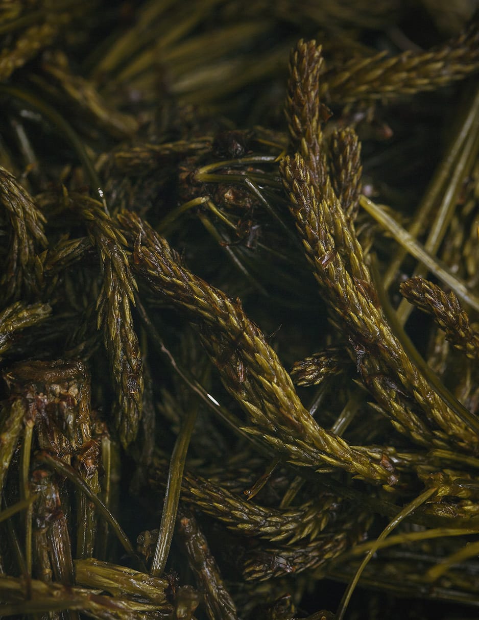 MARZENA SKUBATZ PHOTOGRAPHY