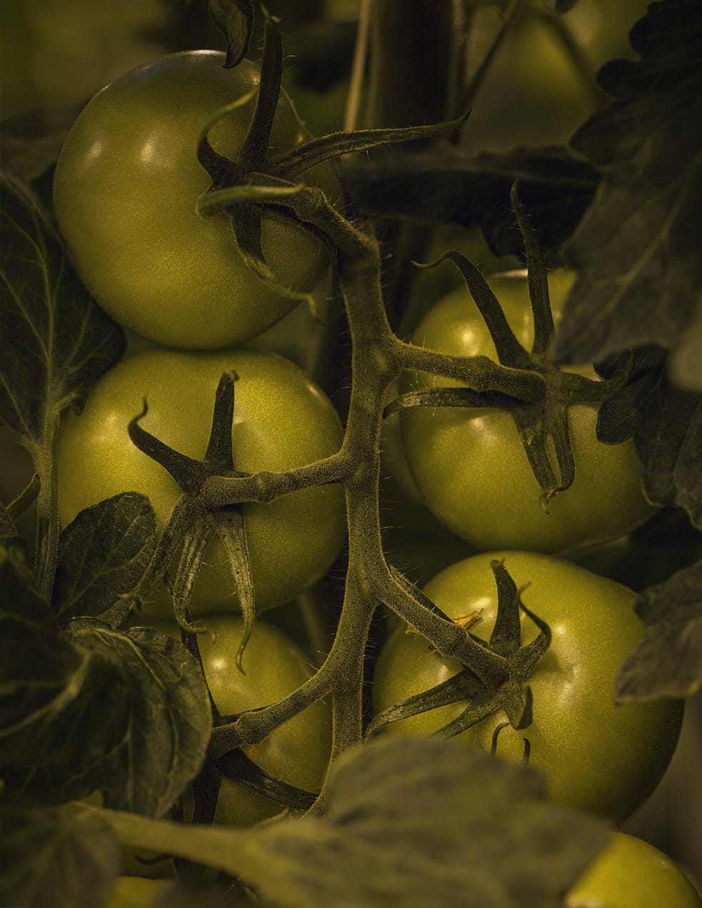 MARZENA SKUBATZ PHOTOGRAPHY