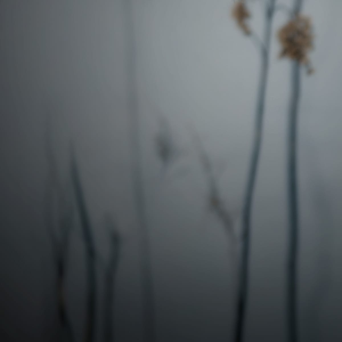 MARZENA SKUBATZ PHOTOGRAPHY