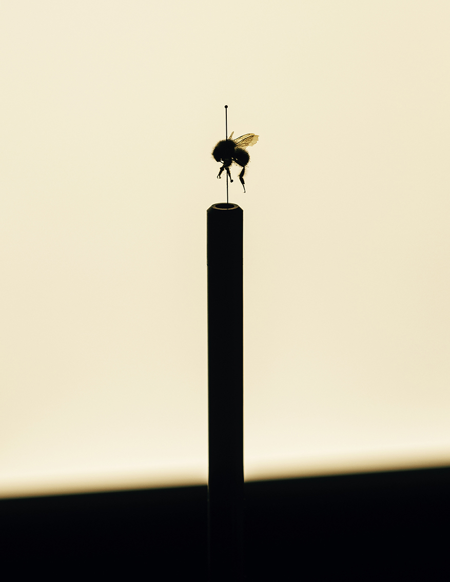 MARZENA SKUBATZ PHOTOGRAPHY