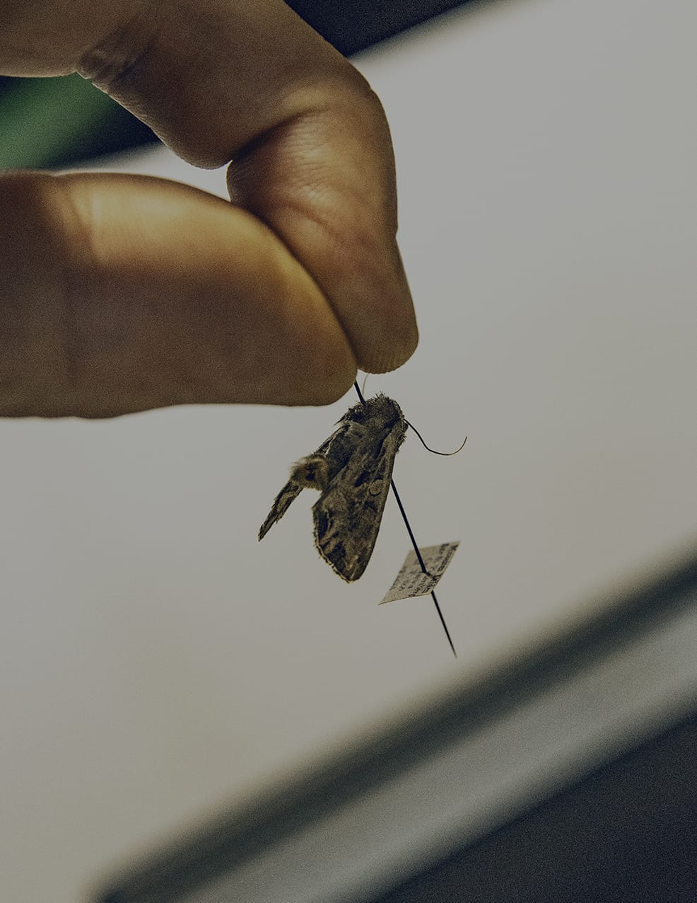 MARZENA SKUBATZ PHOTOGRAPHY