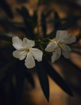 MARZENA SKUBATZ PHOTOGRAPHY