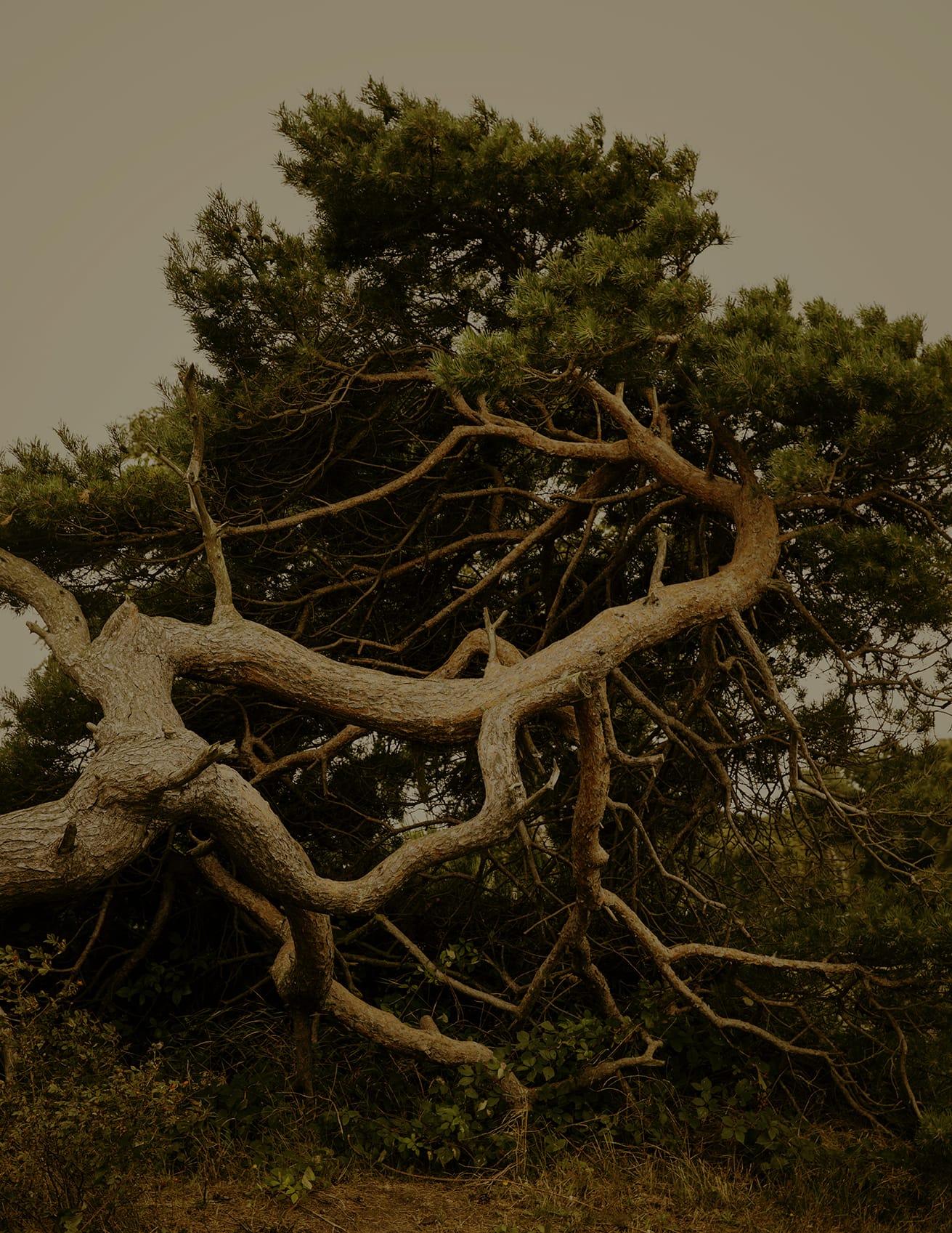 MARZENA SKUBATZ PHOTOGRAPHY