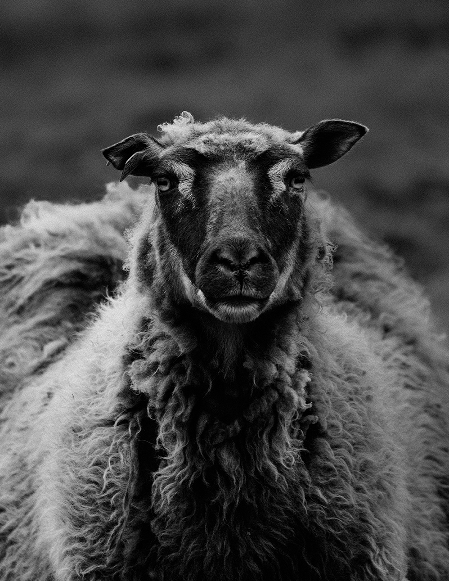 MARZENA SKUBATZ PHOTOGRAPHY