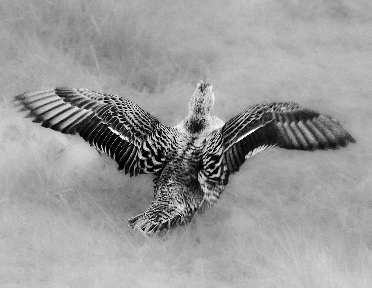 MARZENA SKUBATZ PHOTOGRAPHY