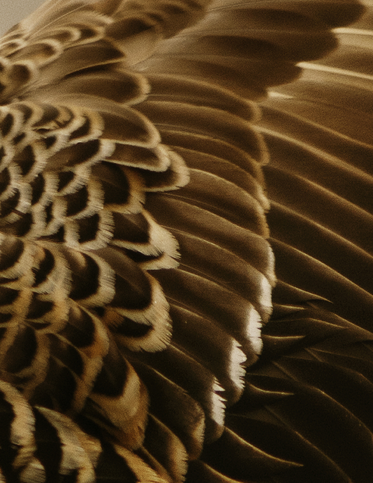 MARZENA SKUBATZ PHOTOGRAPHY