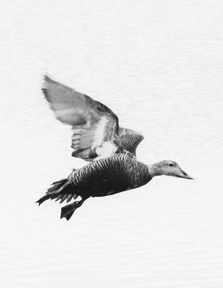 MARZENA SKUBATZ PHOTOGRAPHY