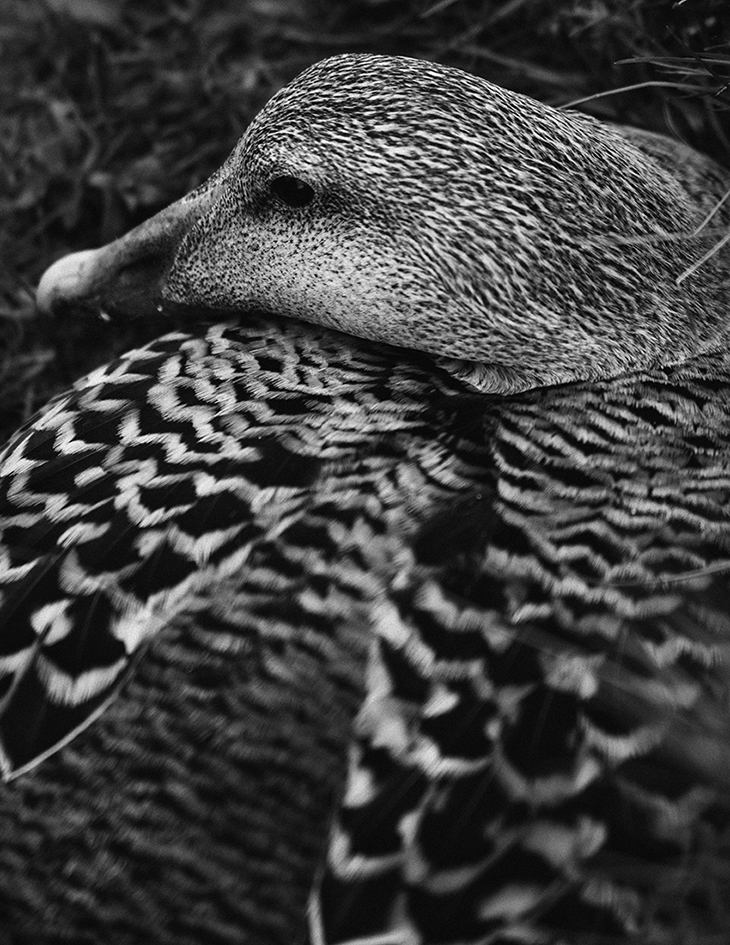 MARZENA SKUBATZ PHOTOGRAPHY