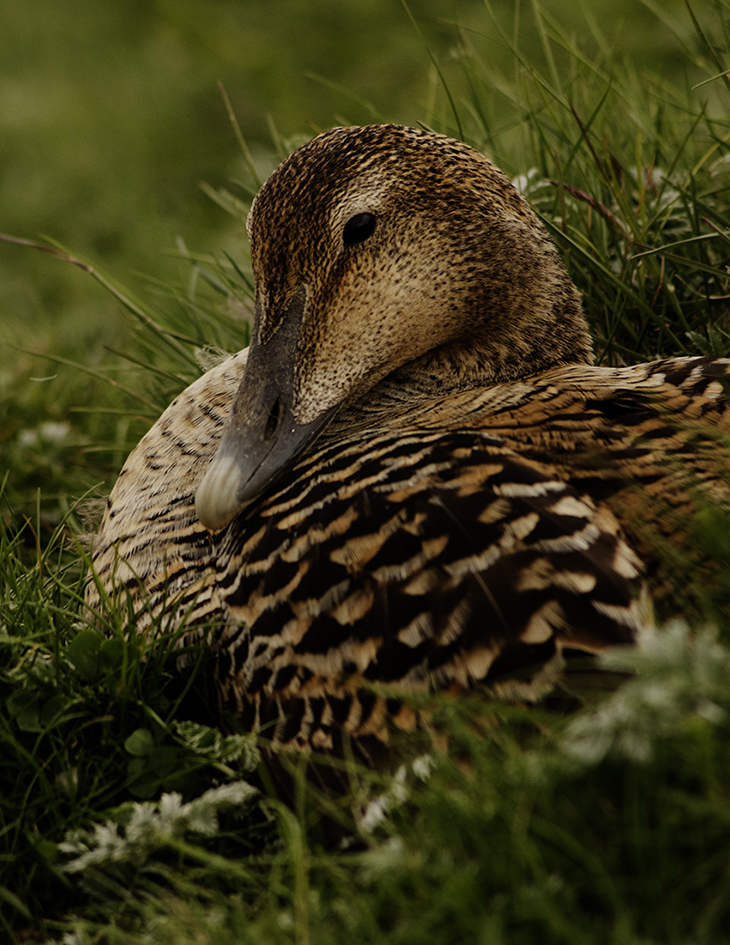 MARZENA SKUBATZ PHOTOGRAPHY