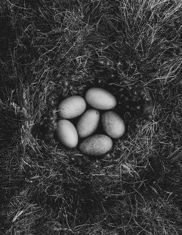 MARZENA SKUBATZ PHOTOGRAPHY